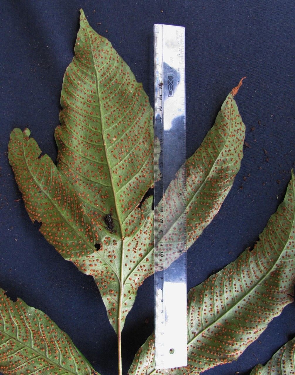 Tectaria transiens other