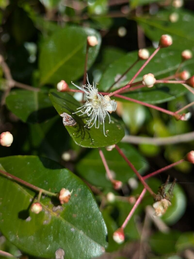 Myrcia guianensis flower