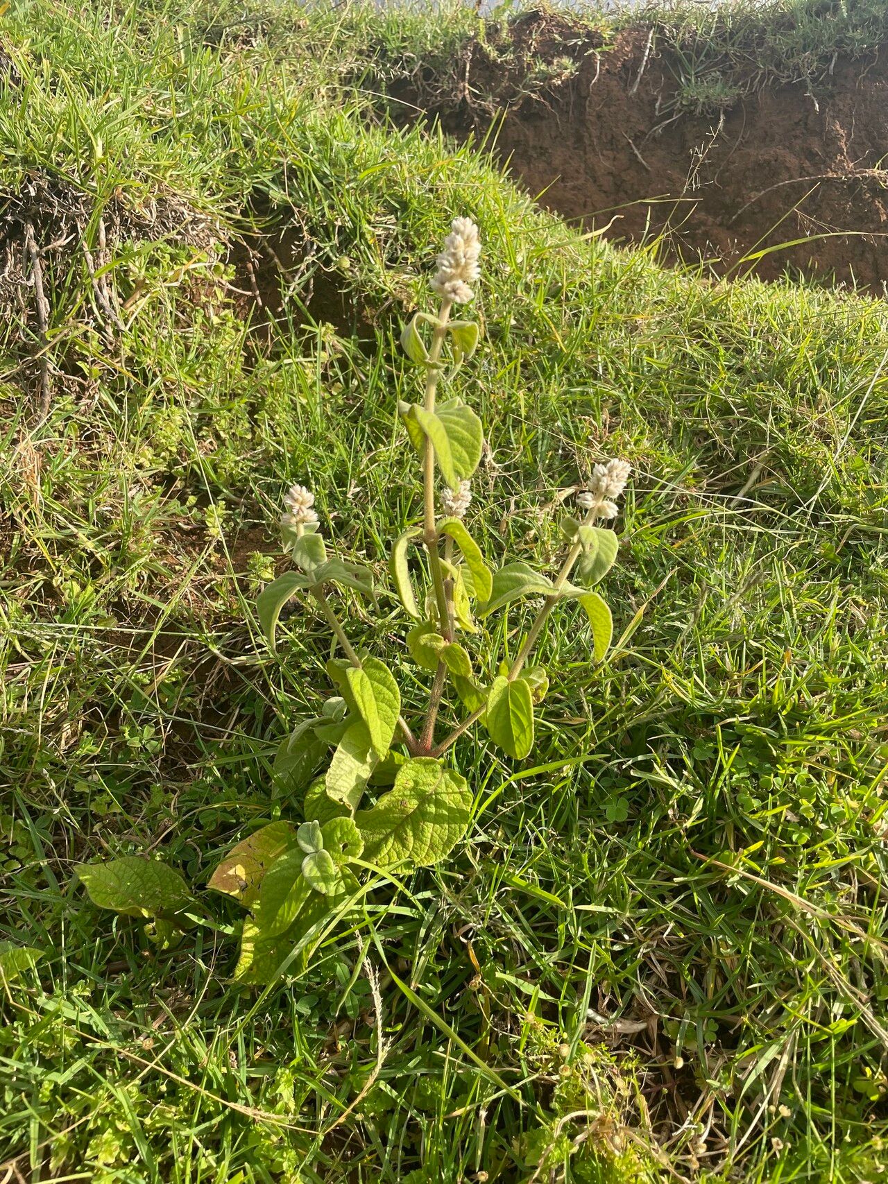 Cyathula polycephala habit