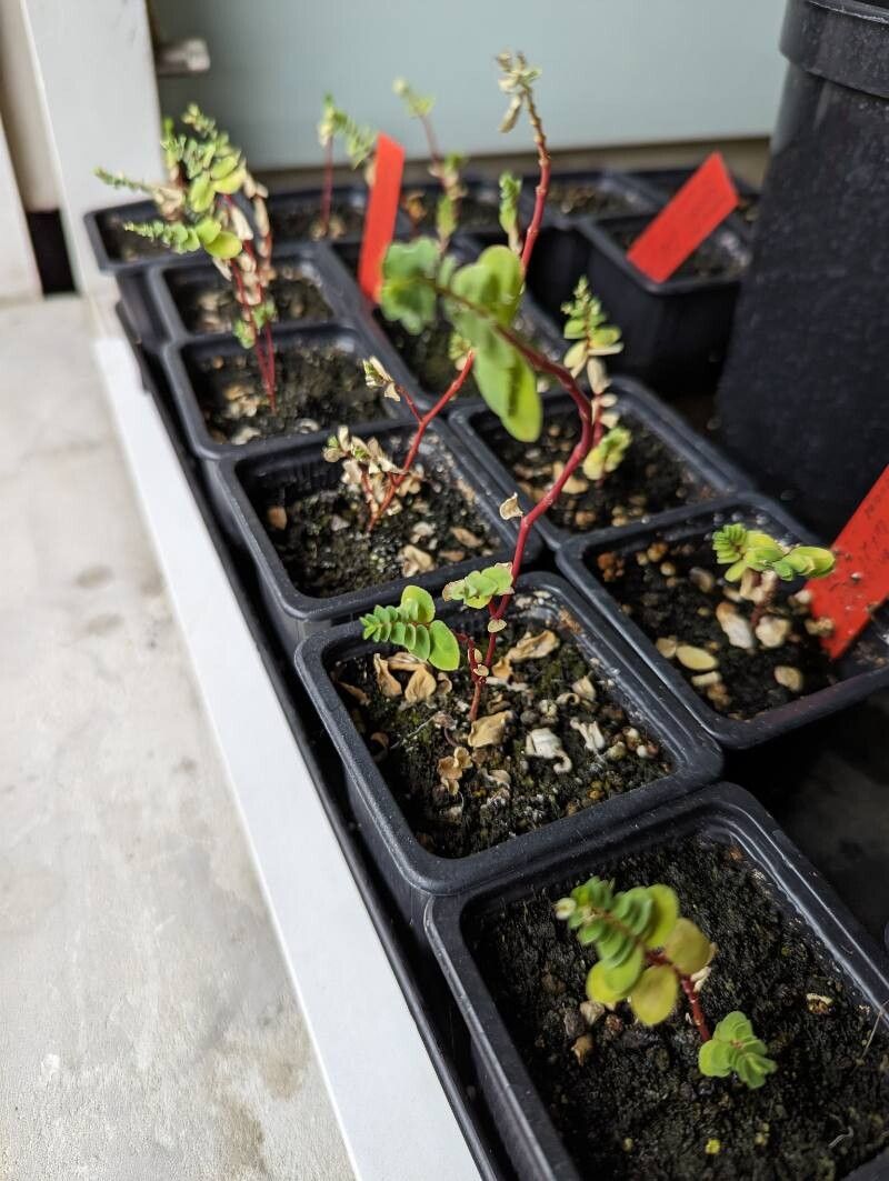 Euphorbia origanoides leaf