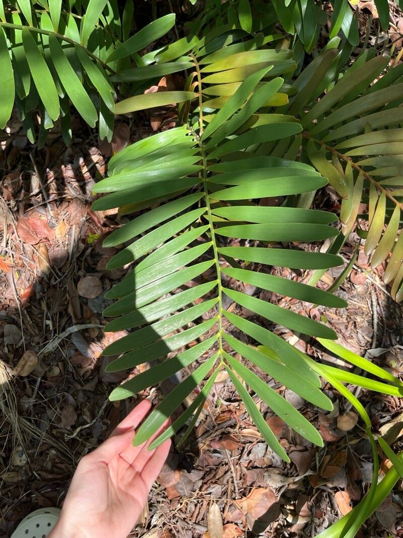 Zamia lucayana leaf