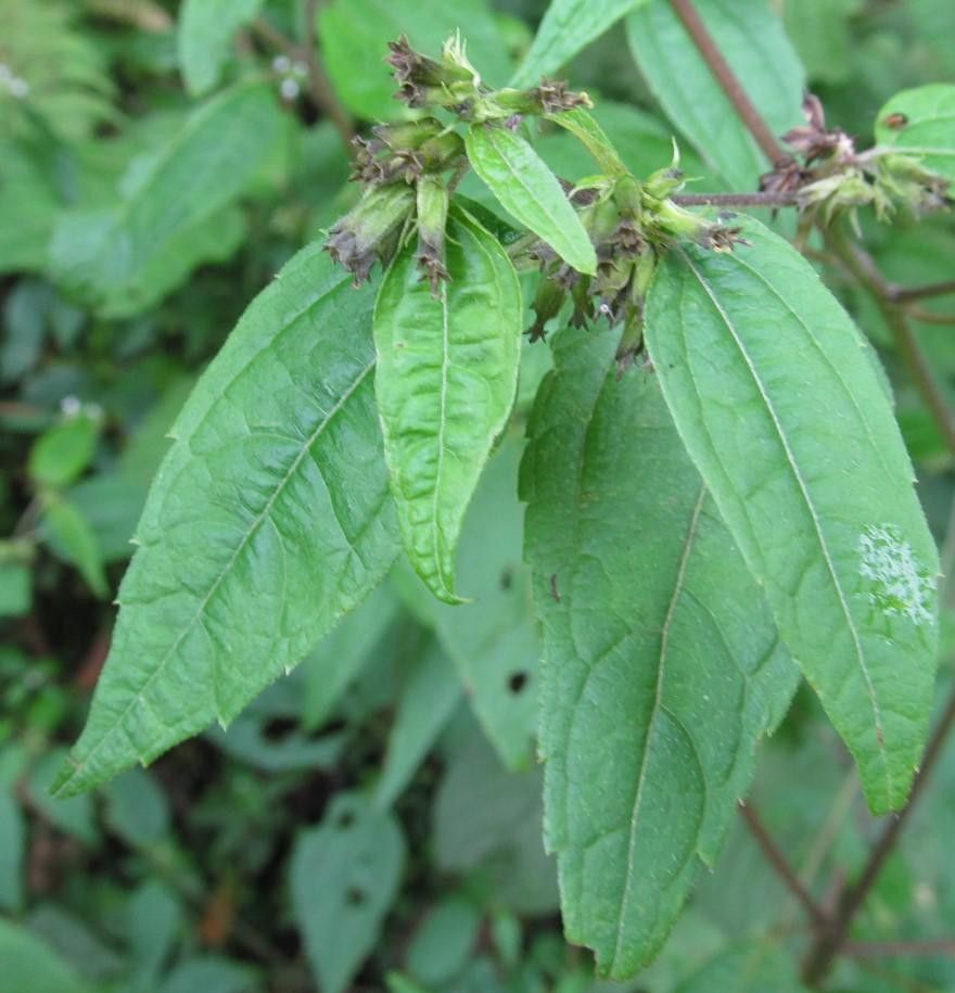 Garcilassa rivularis leaf
