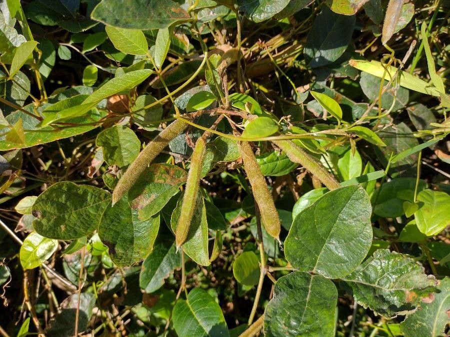 Kennedia rubicunda fruit