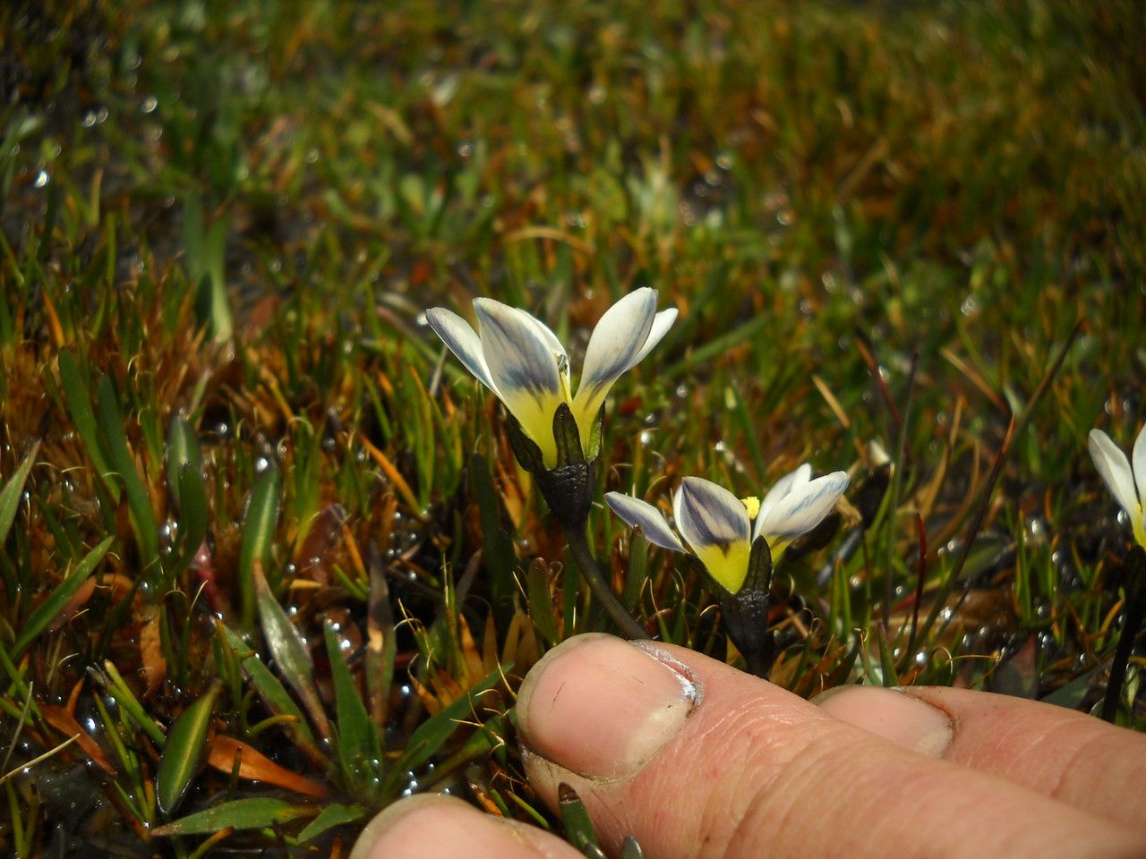 Gentianella larecajensis — search result for 'Gentianella'