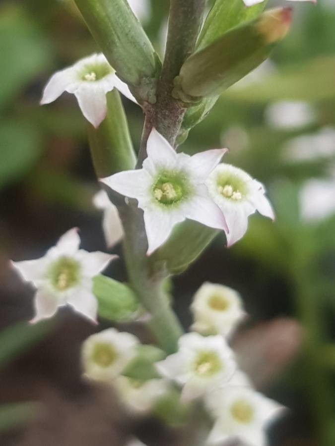 Adromischus cristatus flower