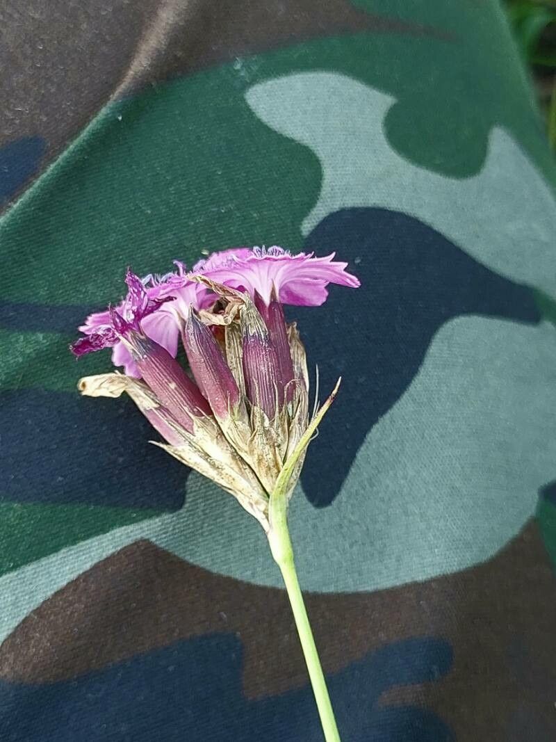 Dianthus borbasii flower