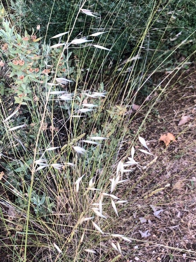 Stipa parviflora — search result for 'Stipa'