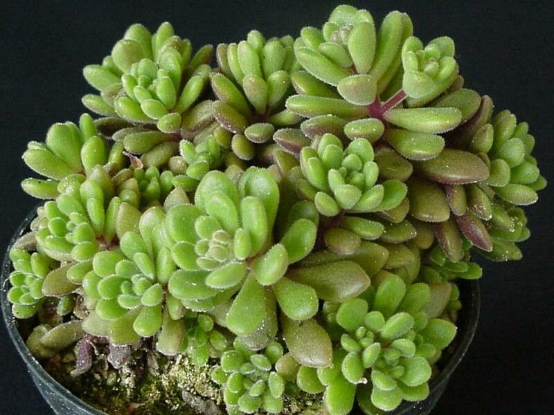 Aichryson tortuosum habit