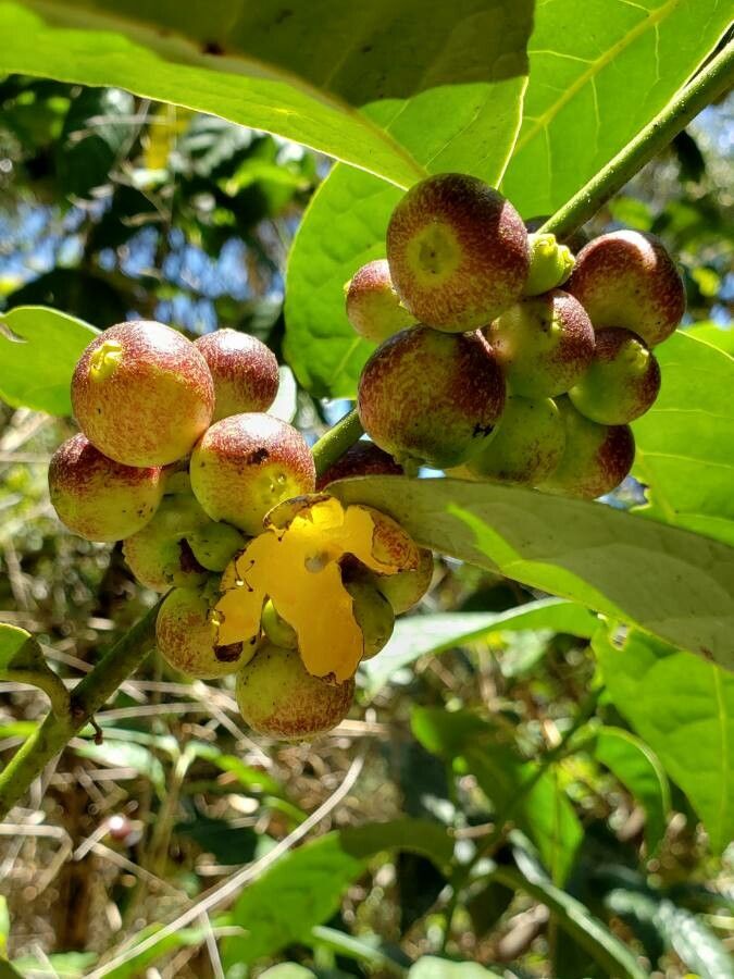 Siparuna guianensis fruit