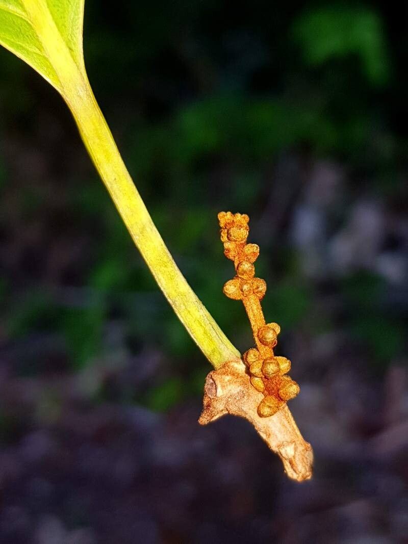 Pouteria spicata flower
