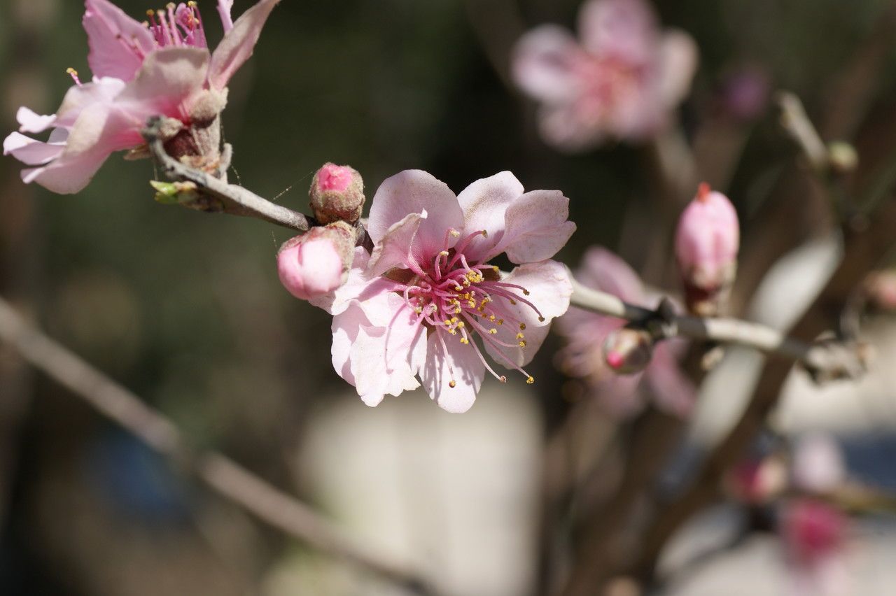 Prunus webbii flower