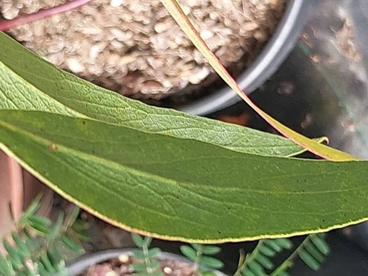 Eucalyptus approximans leaf
