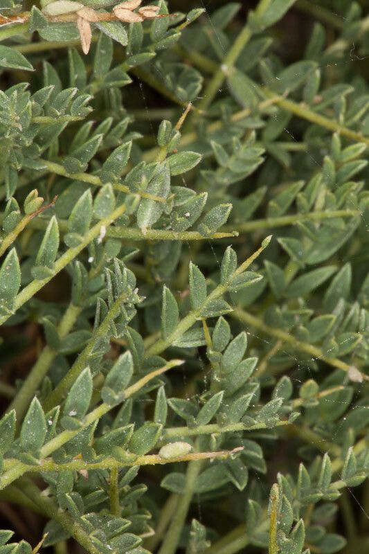 Astragalus terraccianoi — houseplant care guide
