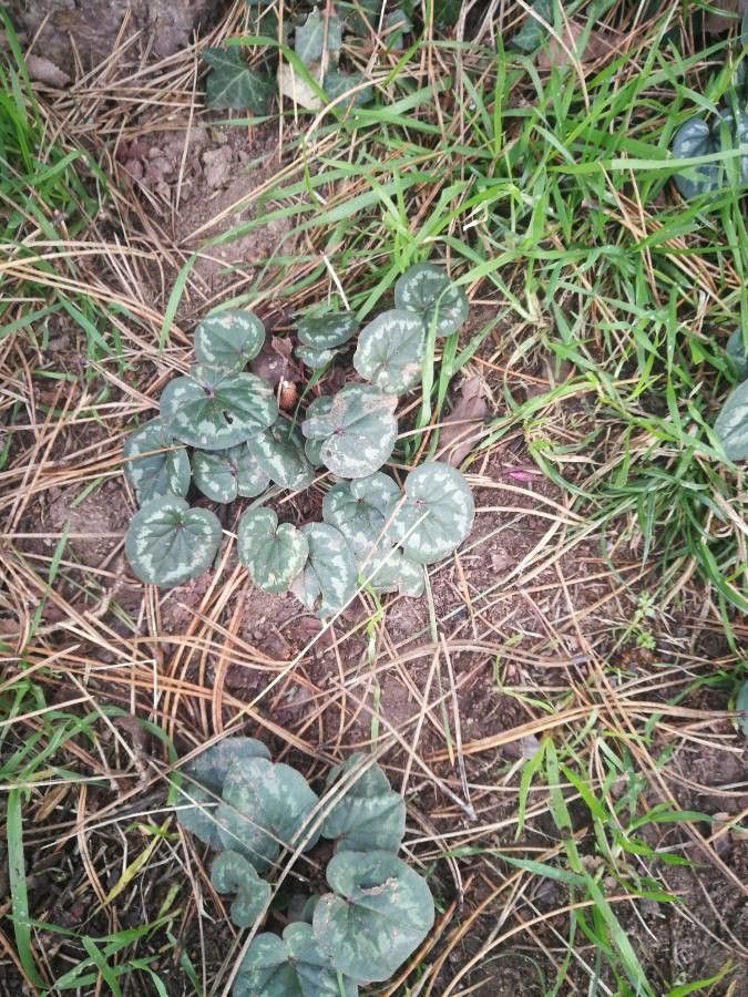 Cyclamen cilicium leaf