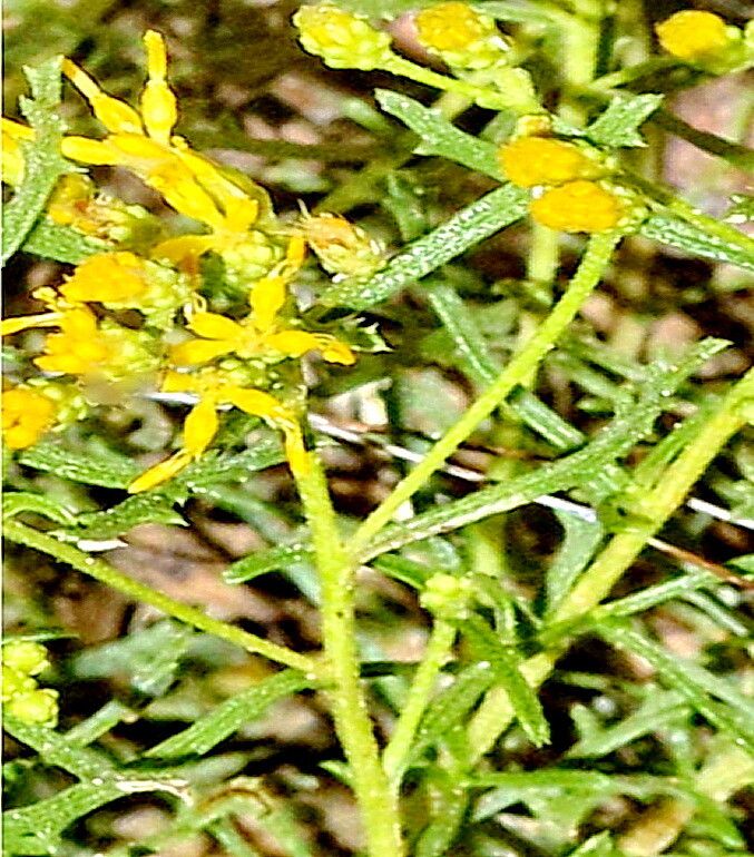 Isocoma tenuisecta flower