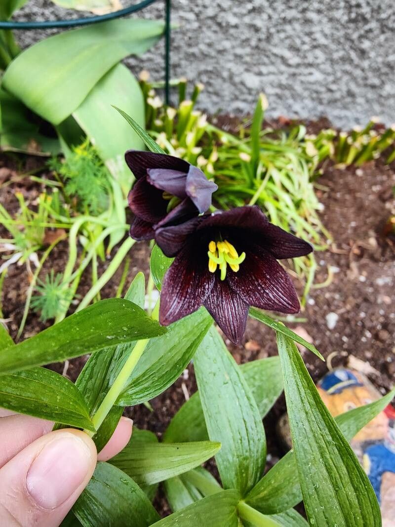 Fritillaria camschatcensis flower