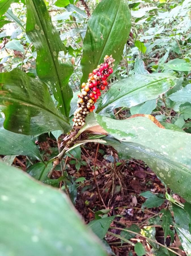Palisota schweinfurthii fruit