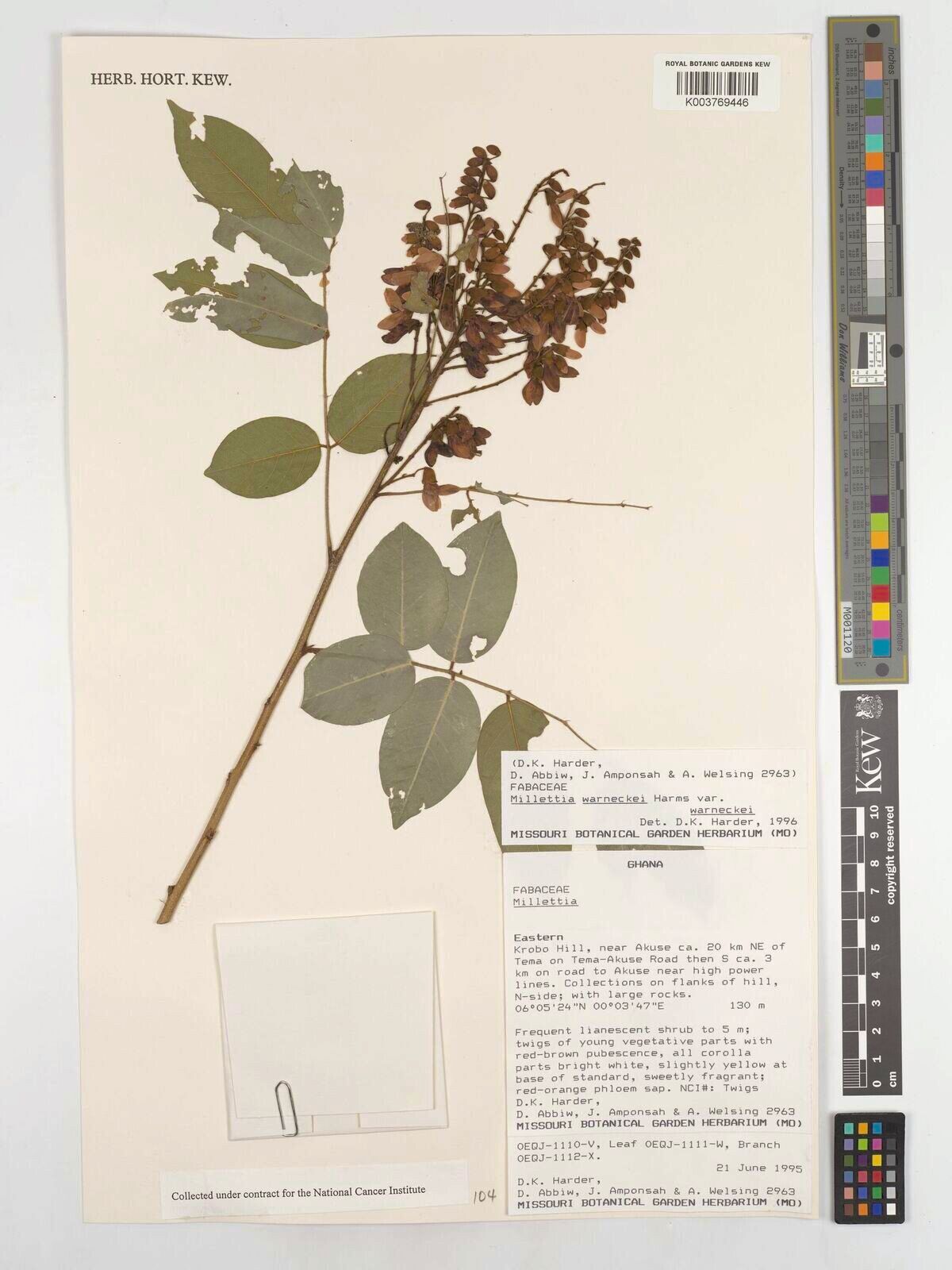 Millettia mildbraedii — houseplant care guide