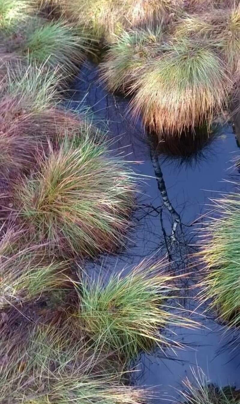 Carex stricta — search result for 'Carex'