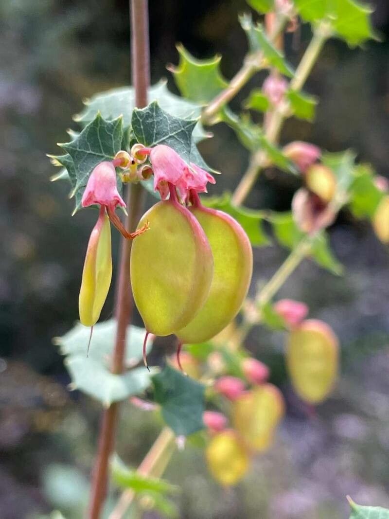 Bossiaea aquifolium — related species from the same genus