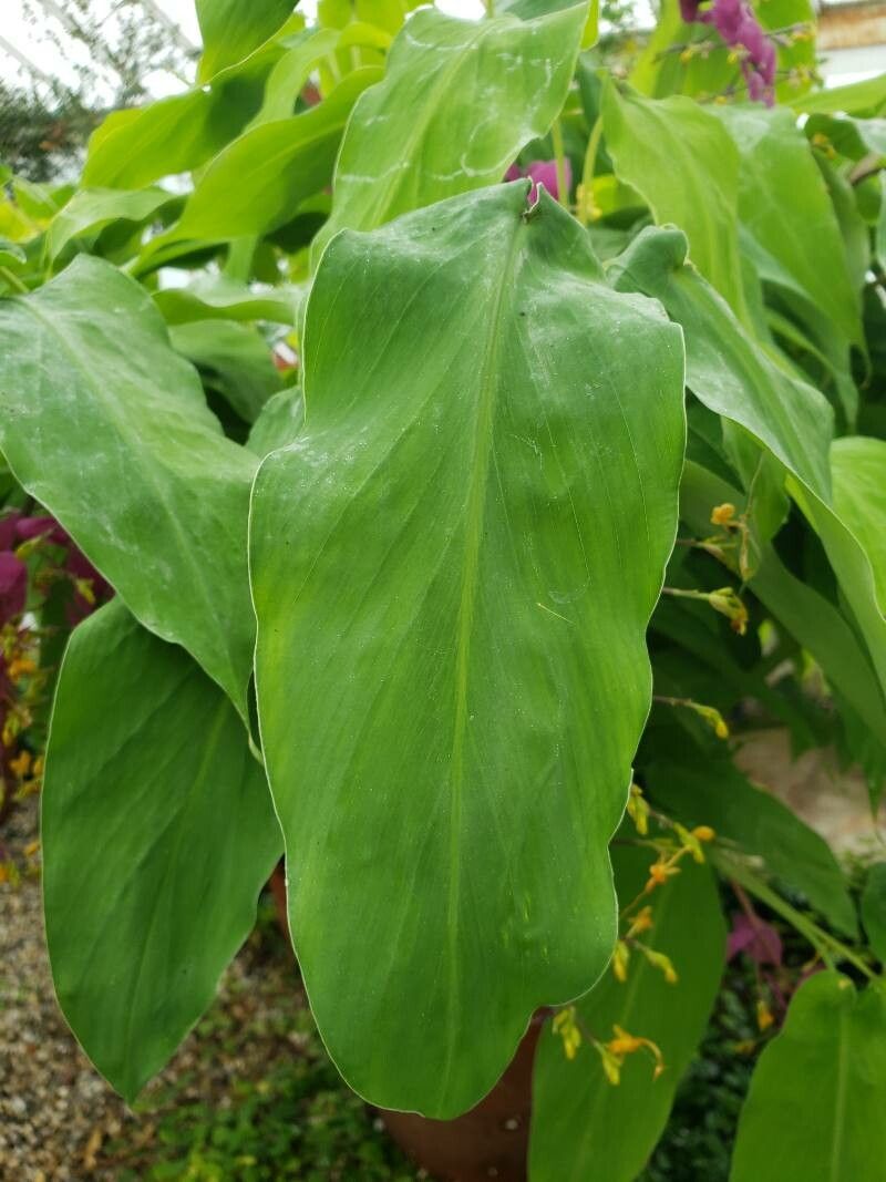 Globba winitii — houseplant care guide