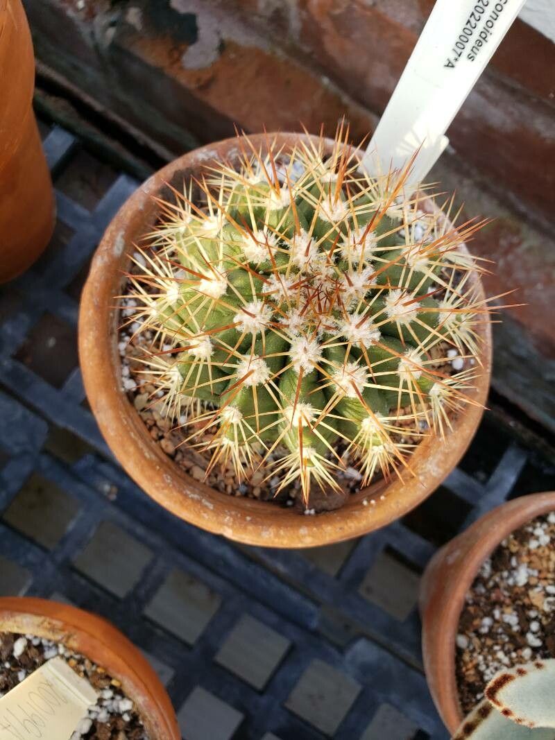 Melocactus conoideus — houseplant care guide