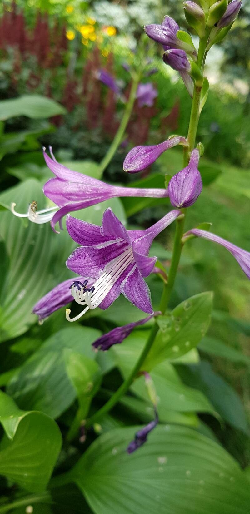 Hosta clausa flower