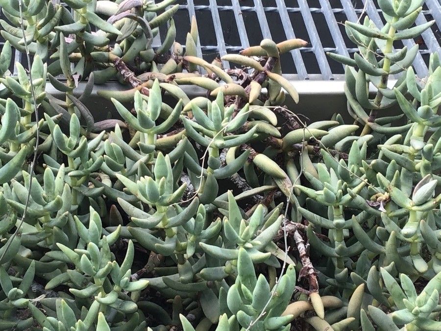 Crassula macowaniana — search result for 'Crassula'