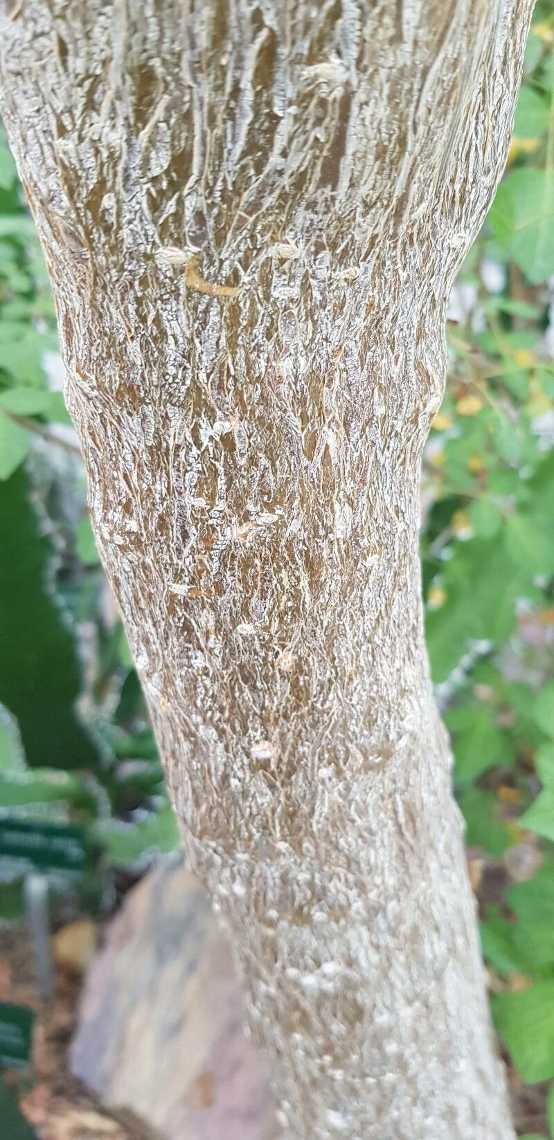 Uncarina grandidieri bark