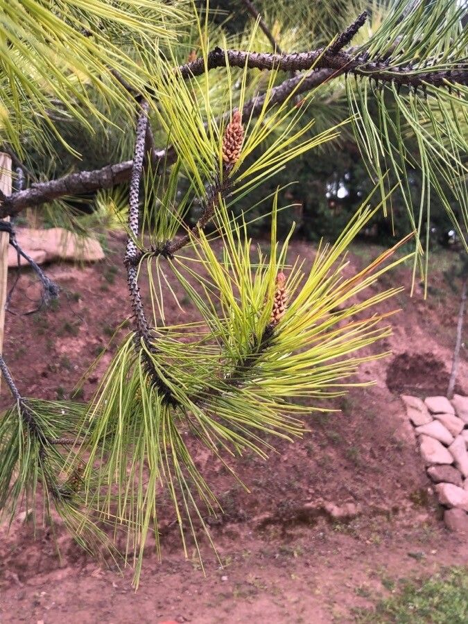 Pinus massoniana — houseplant care guide