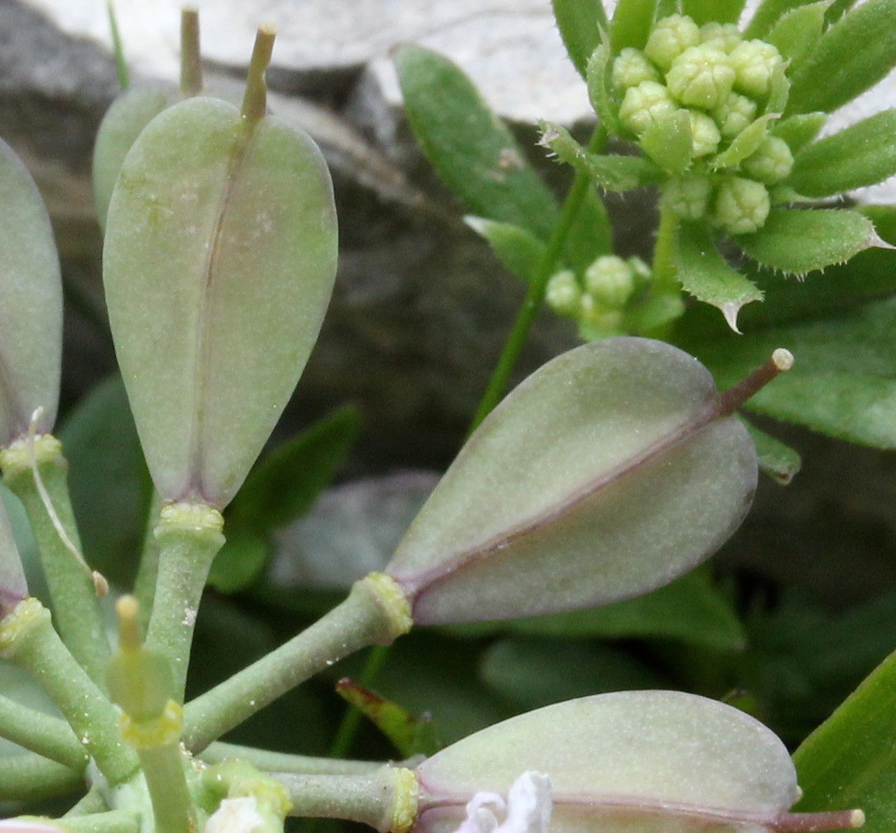Noccaea rotundifolia fruit