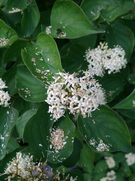 Asclepias texana flower