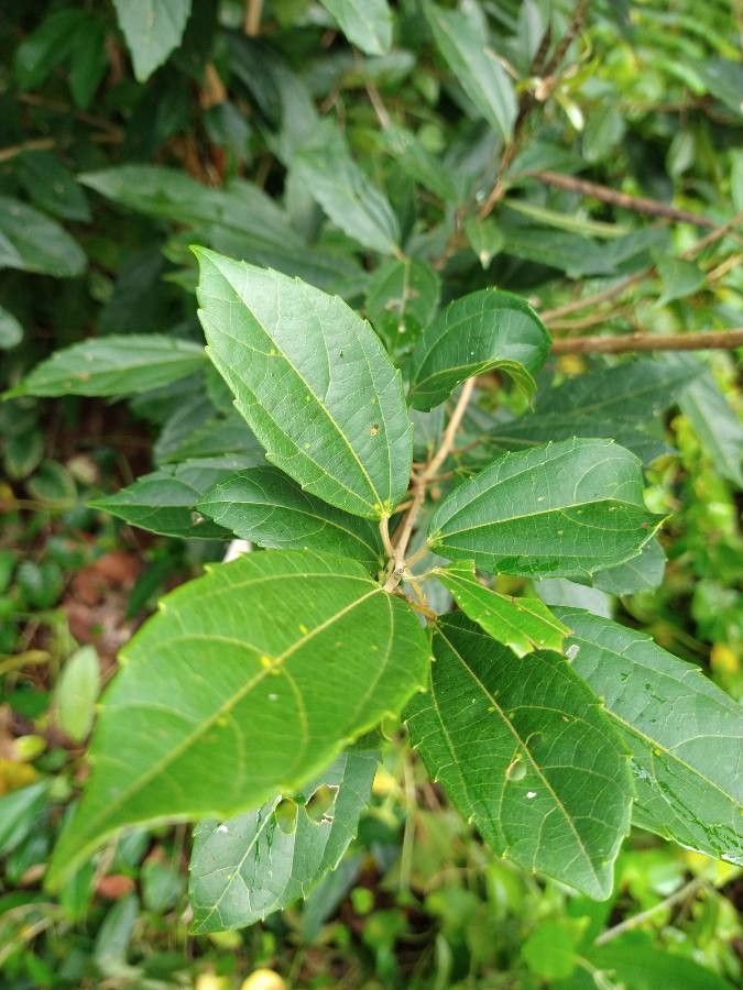 Alchornea triplinervia — houseplant care guide