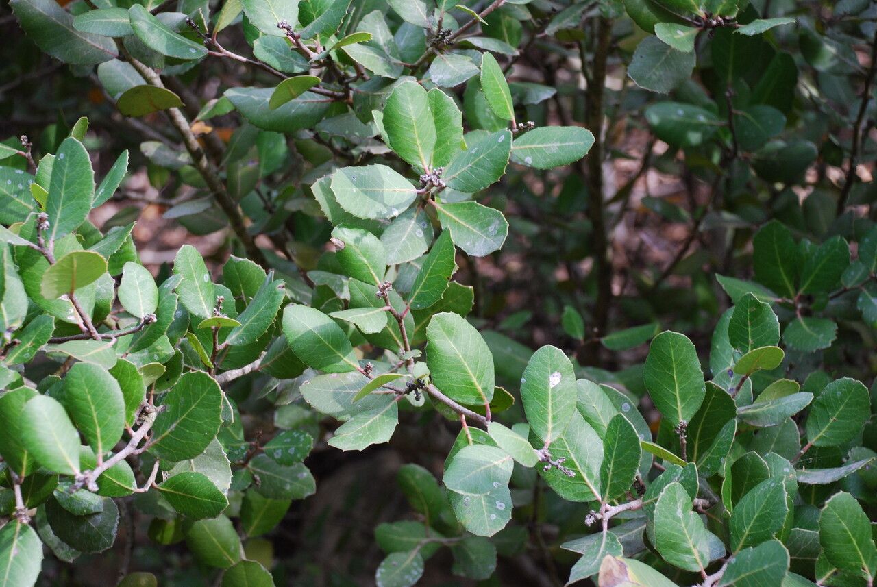 Rhus integrifolia — search result for 'Anacardiaceae'