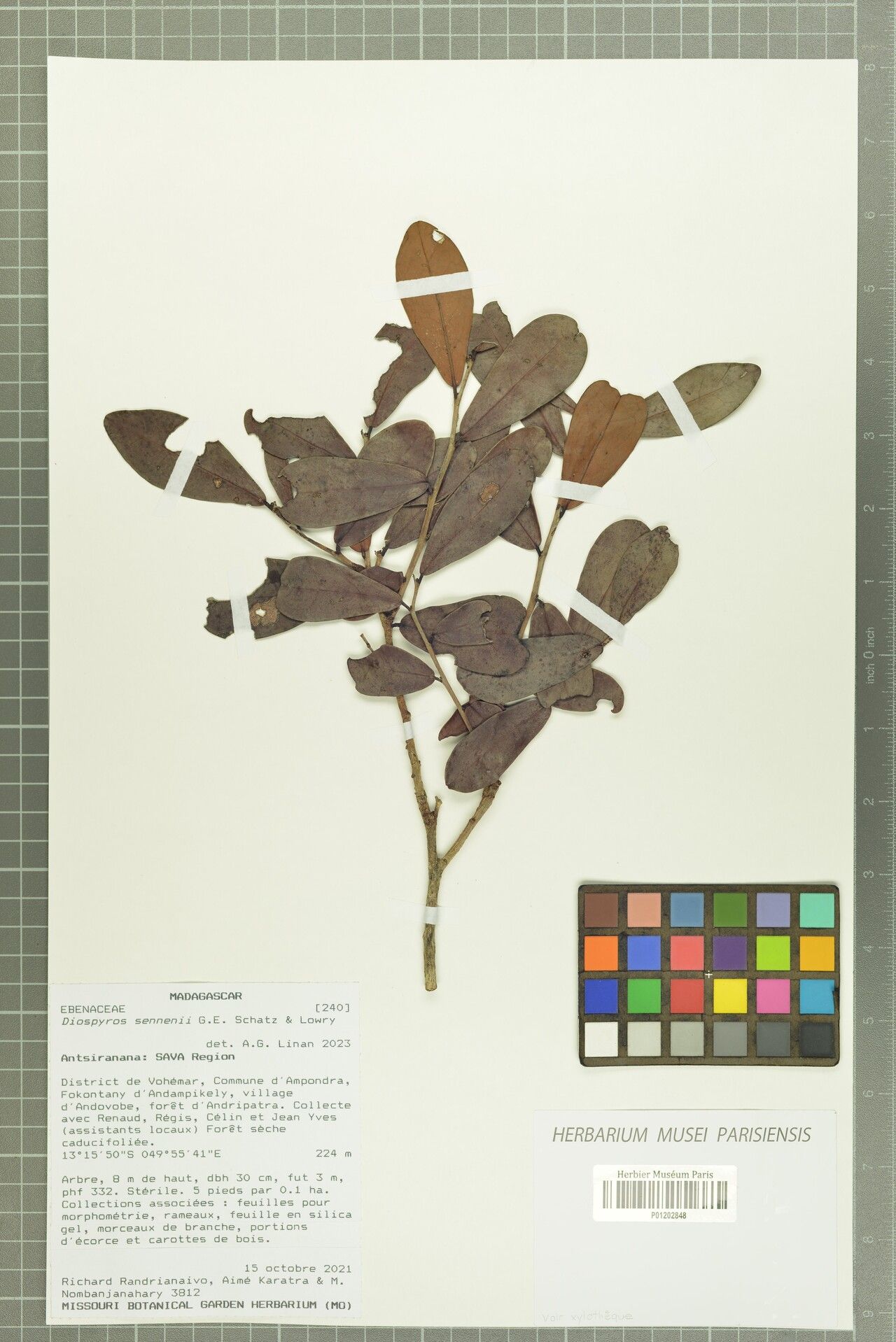 Diospyros sennenii — houseplant care guide