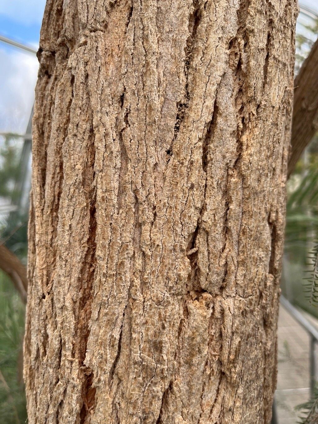 Eucalyptus marginata bark