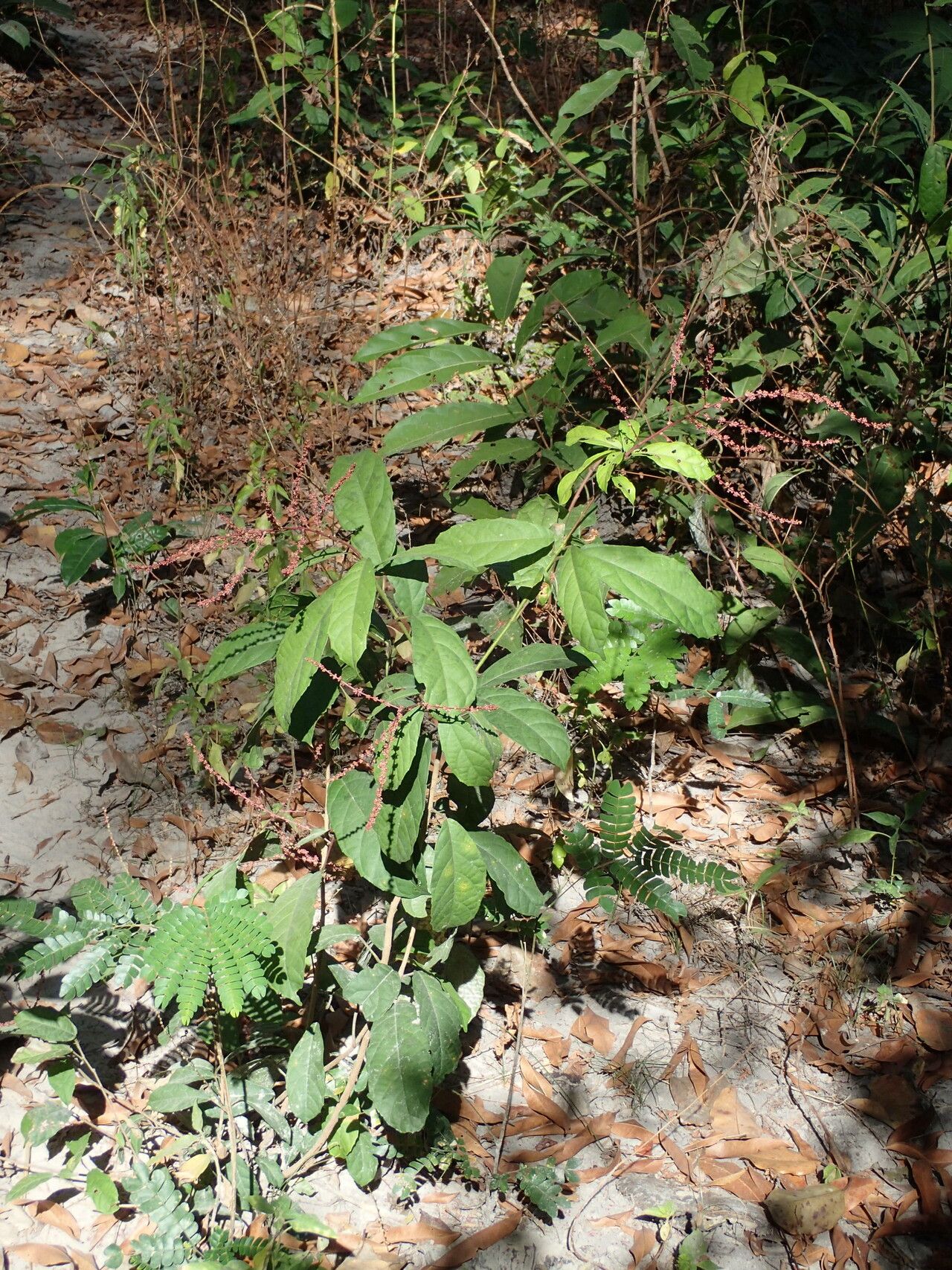 Alchornea hirtella habit