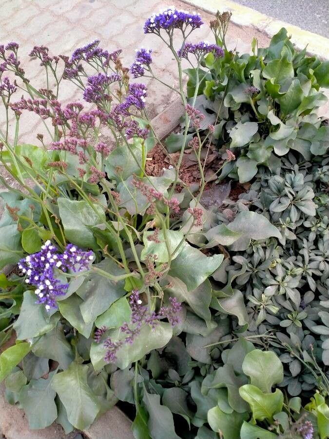 Limonium sventenii habit