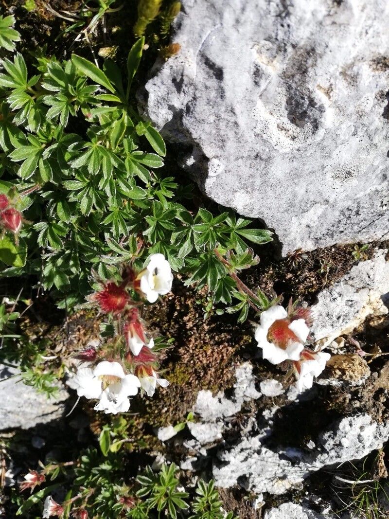 Potentilla clusiana flower