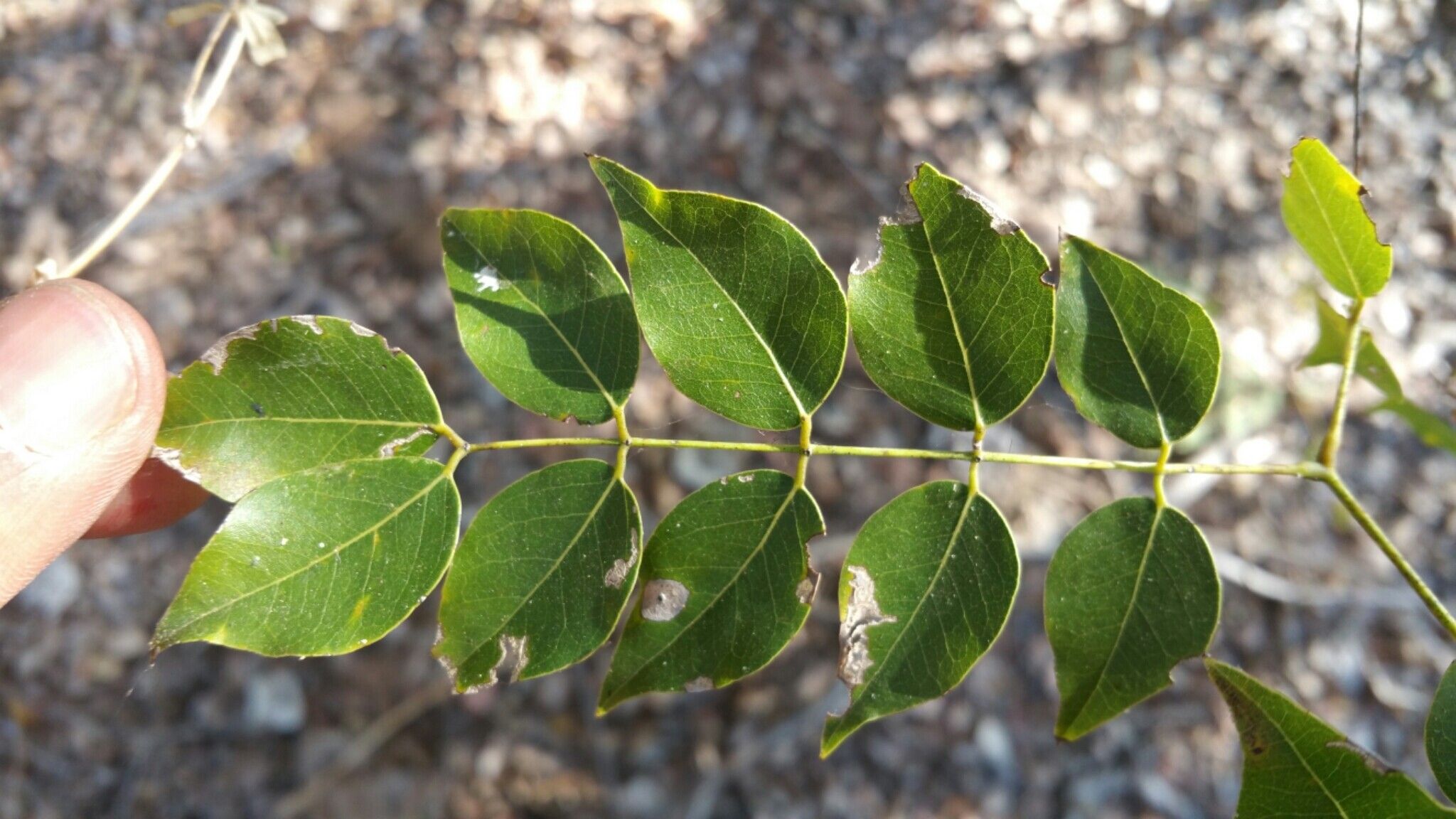 Albizia odorata — houseplant care guide