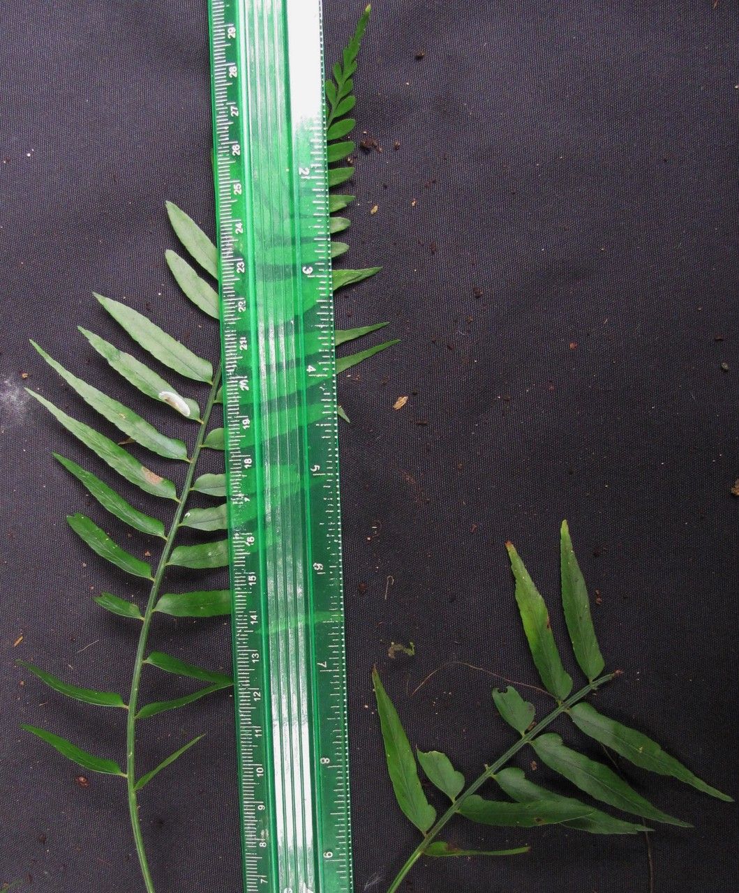 Asplenium erosum other