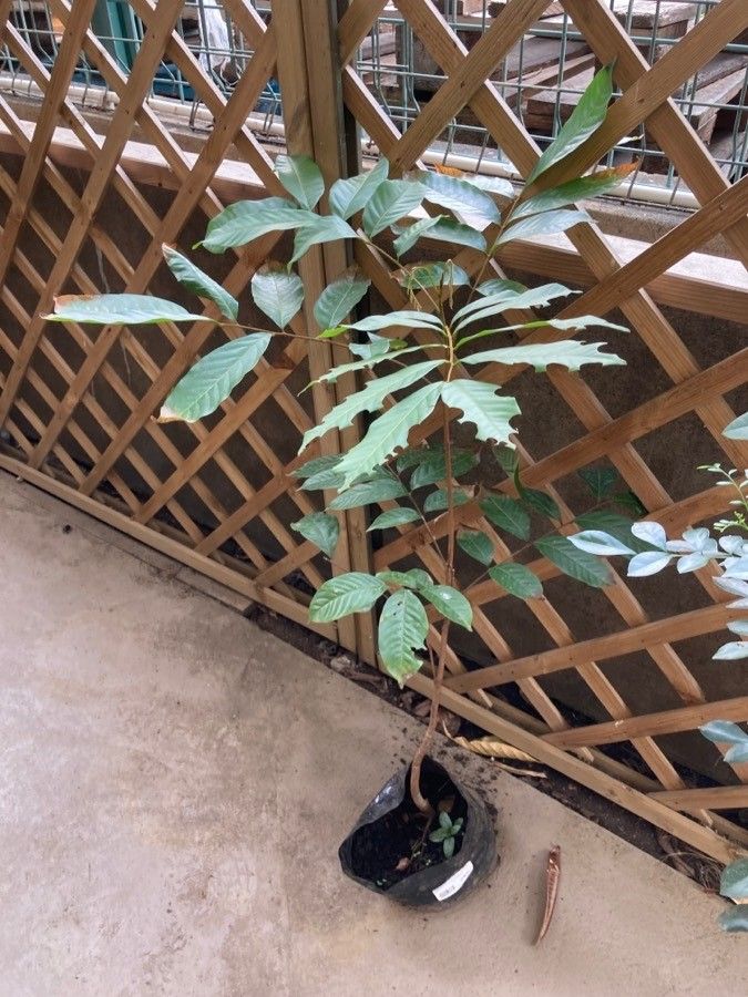 Nephelium lappaceum leaf