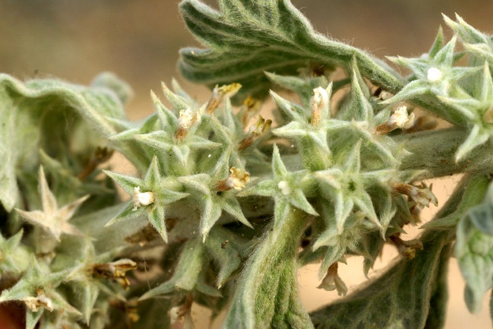 Marrubium alysson fruit
