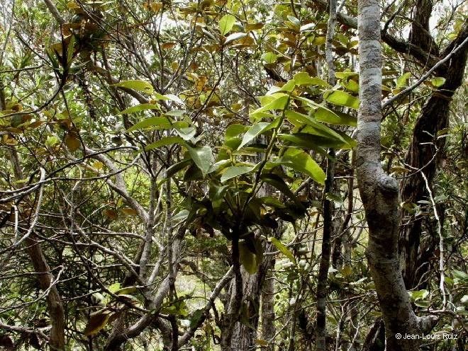 Phyllanthus tireliae habit