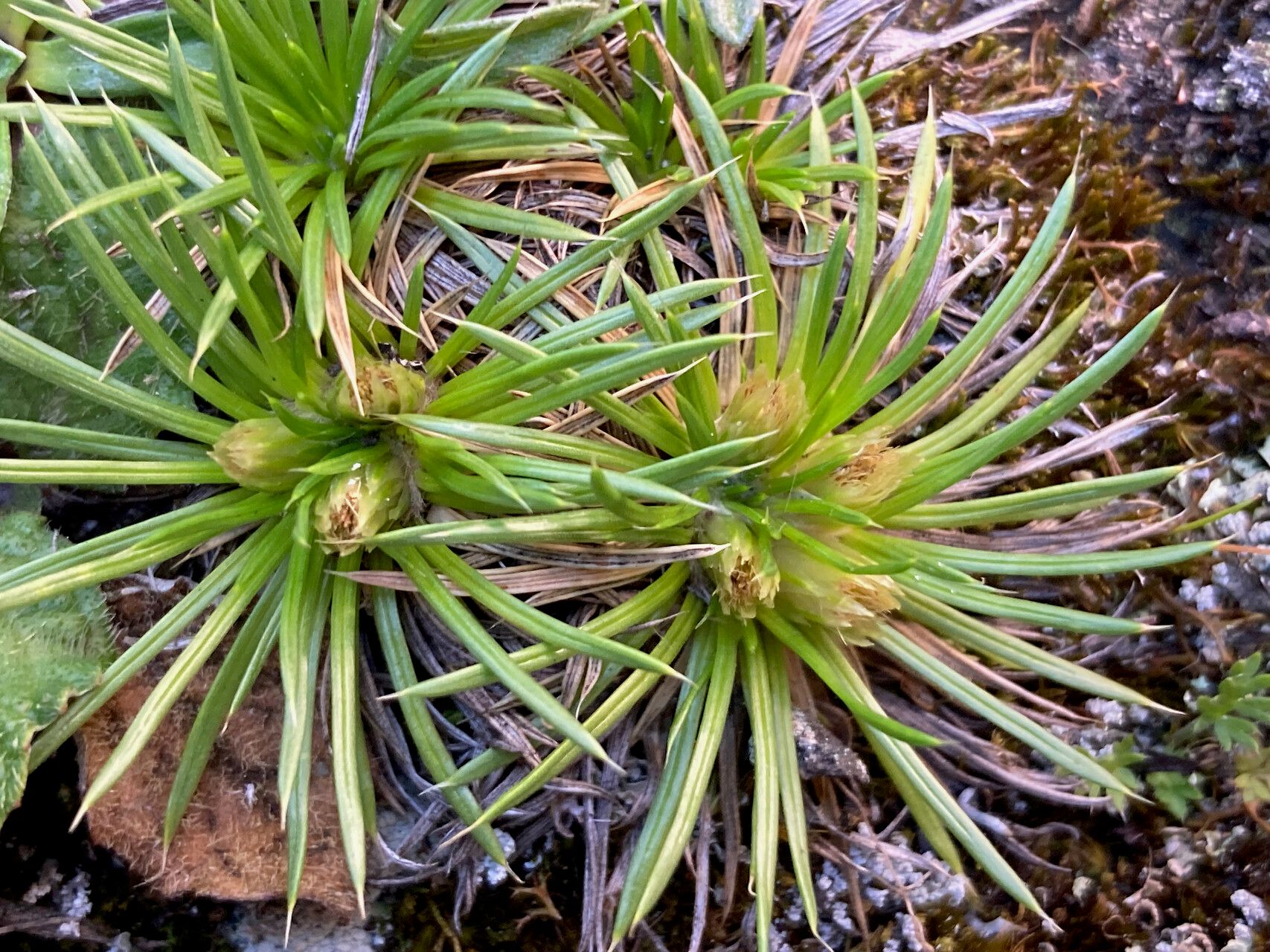 Novenia tunariensis — related species from the same genus