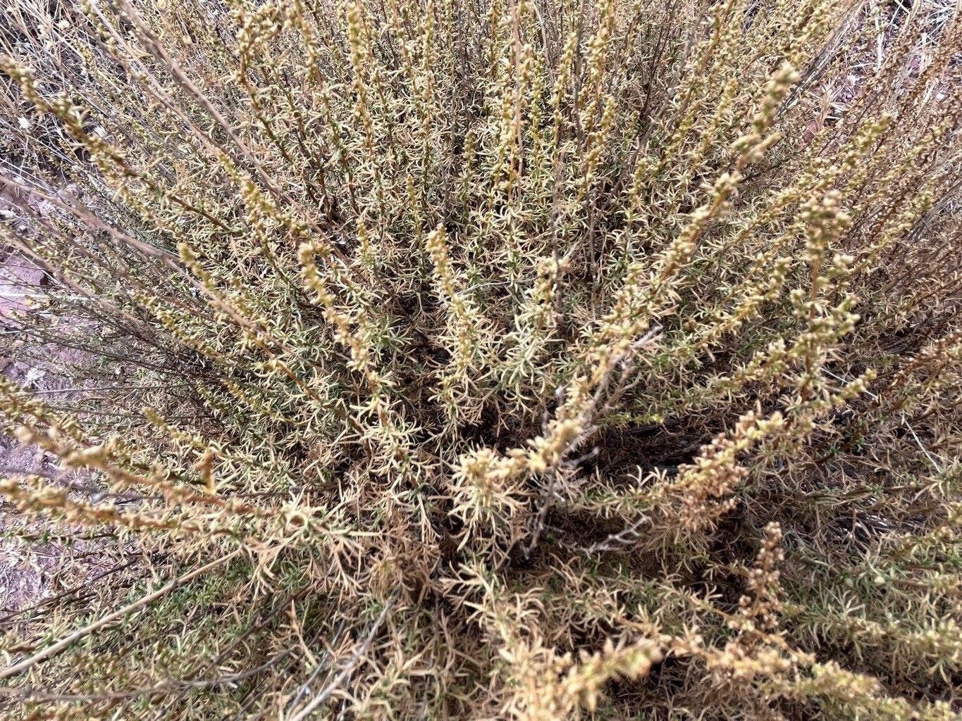 Artemisia monosperma leaf
