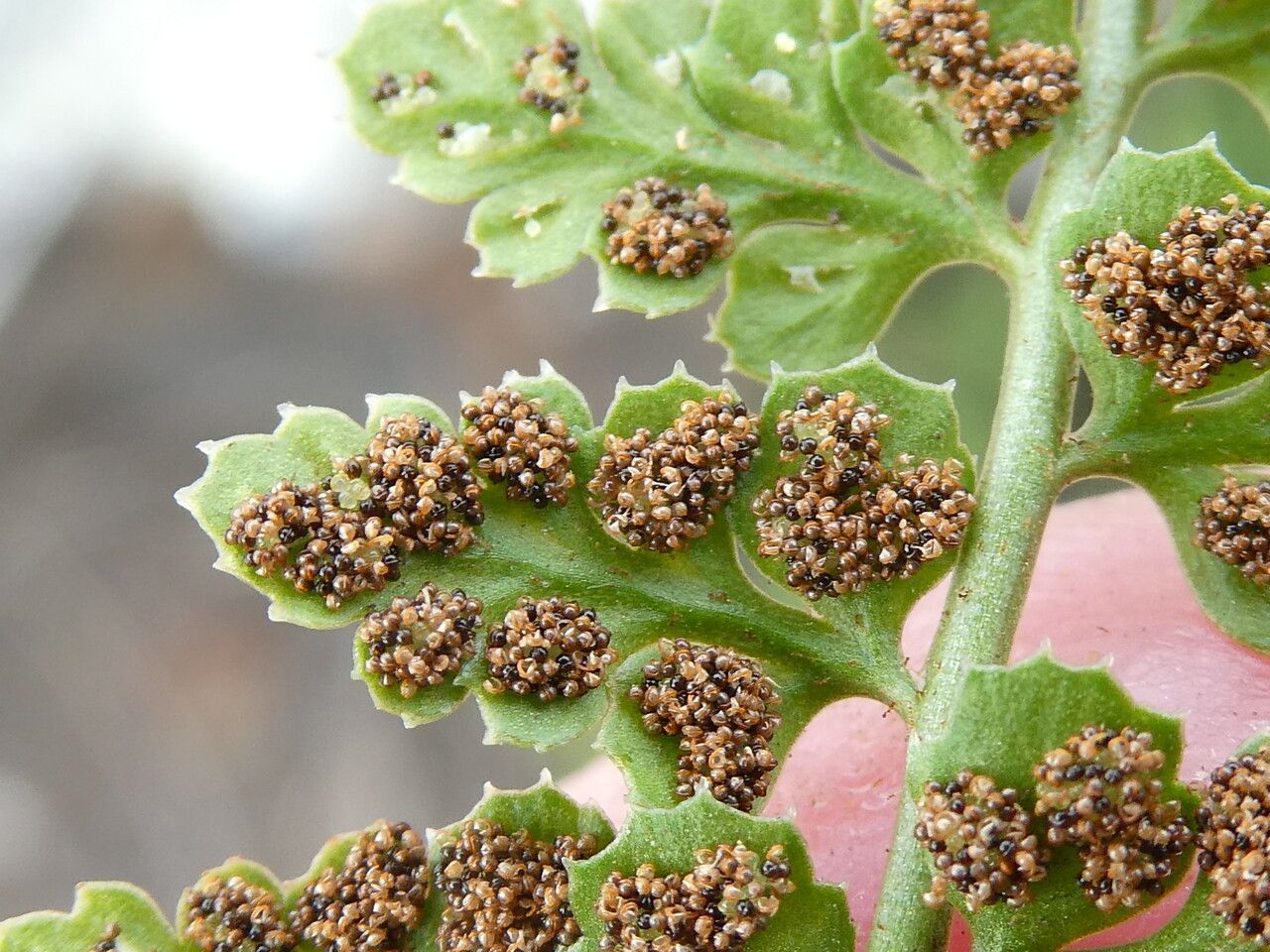 Asplenium foreziense fruit