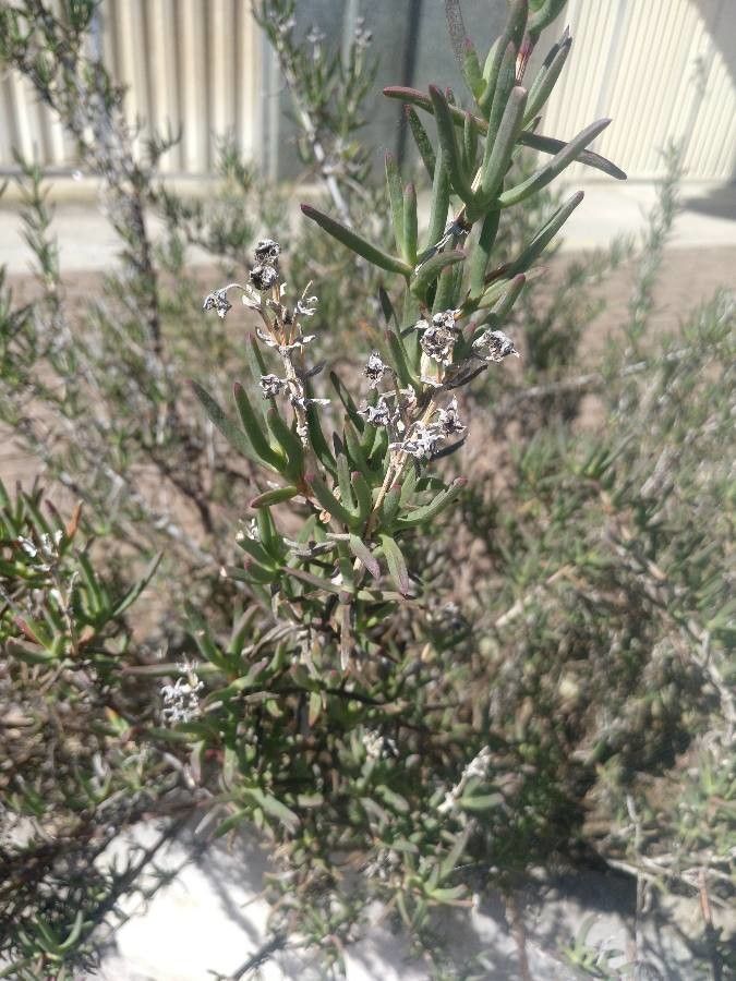 Sarcobatus vermiculatus leaf