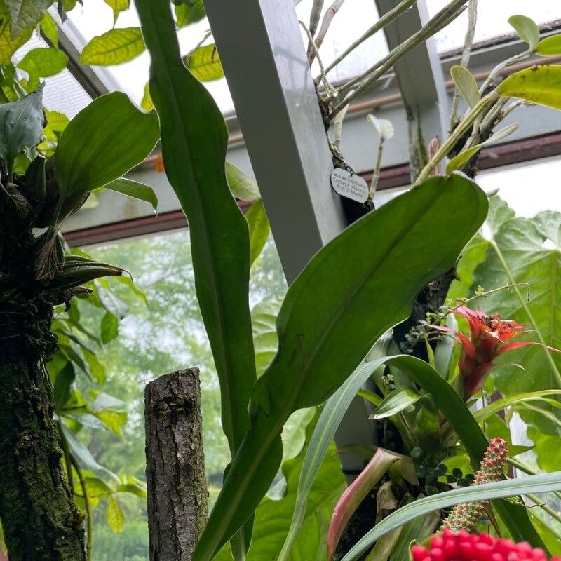 Anthurium bakeri — search result for 'Anthurium'