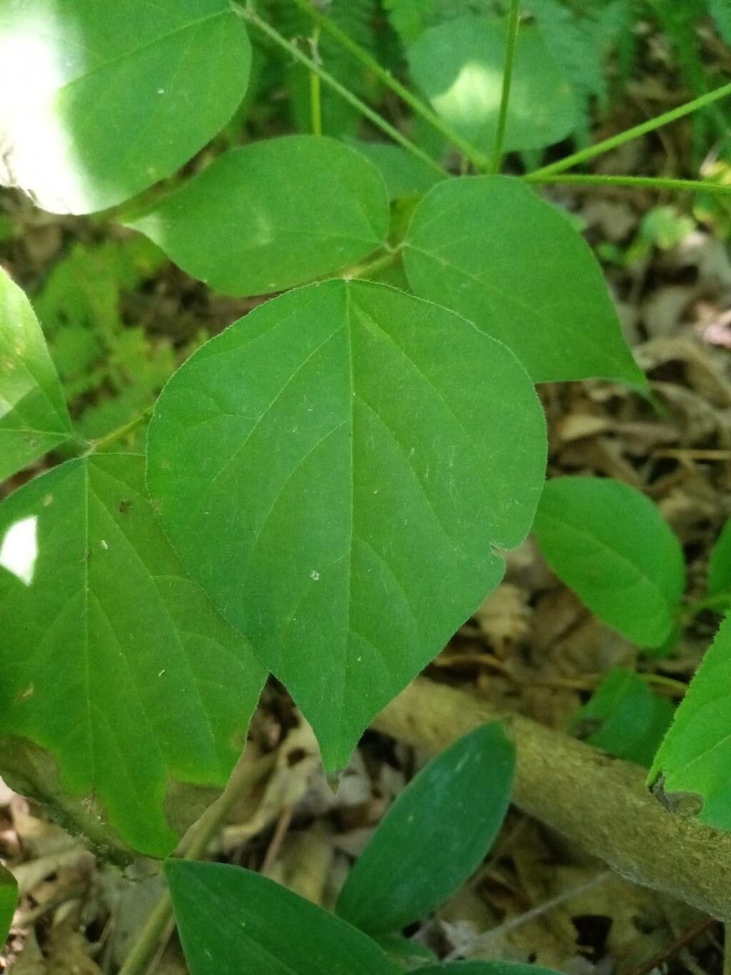 Desmodium nudiflorum — search result for 'Desmodium'